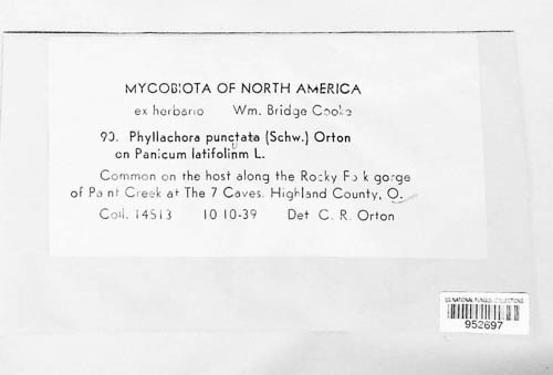 Phyllachora puncta image